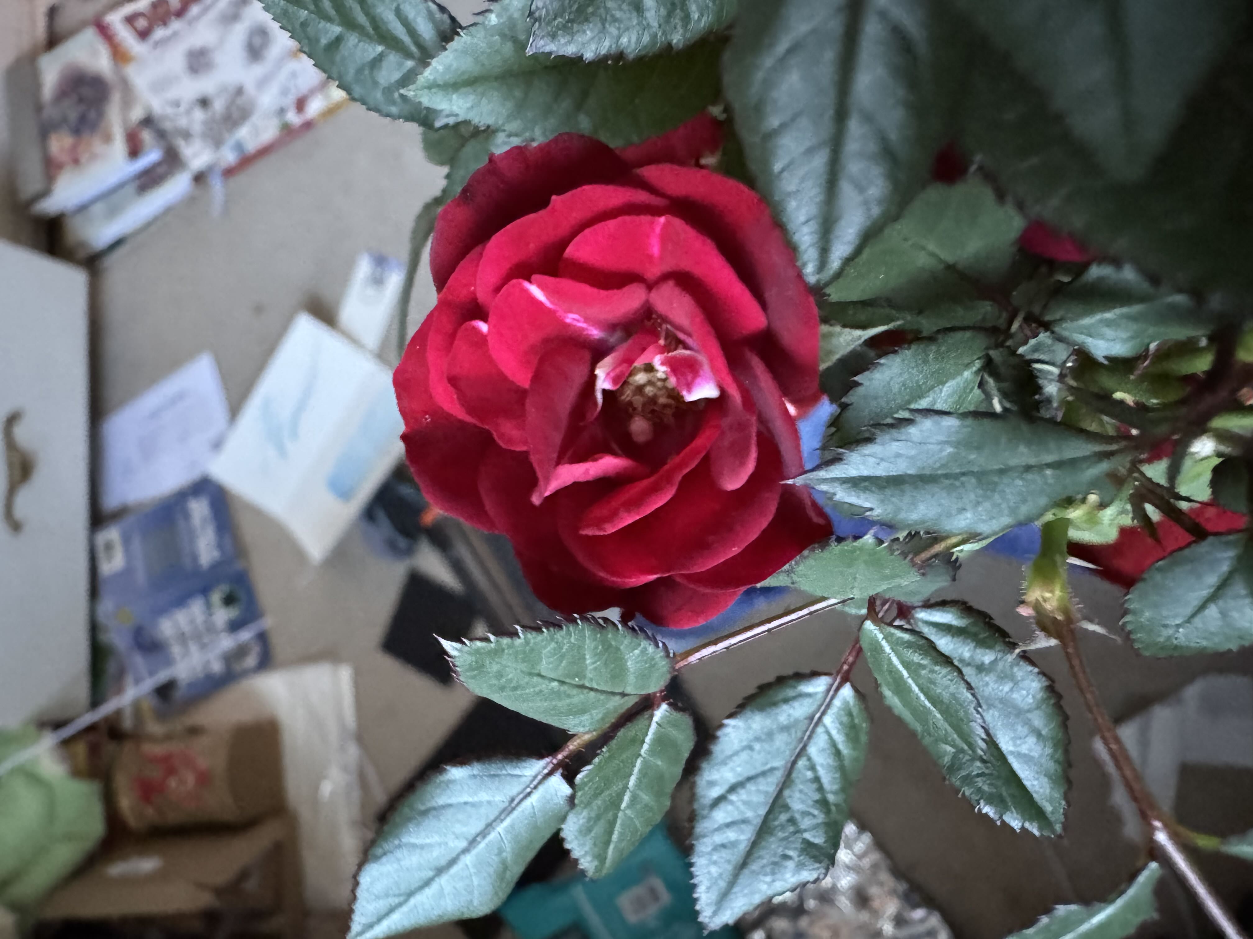 Photo from the post