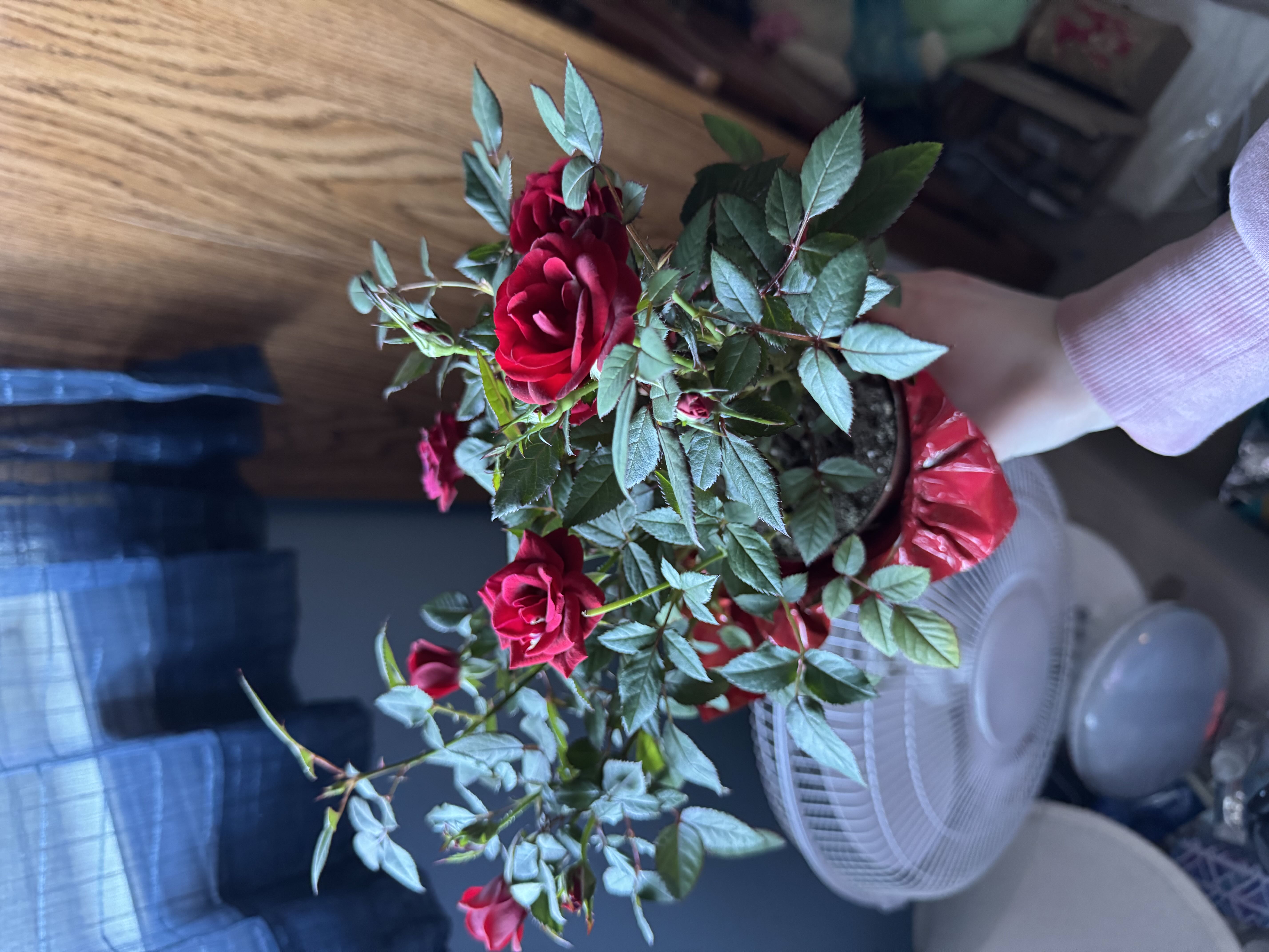 Photo from the post