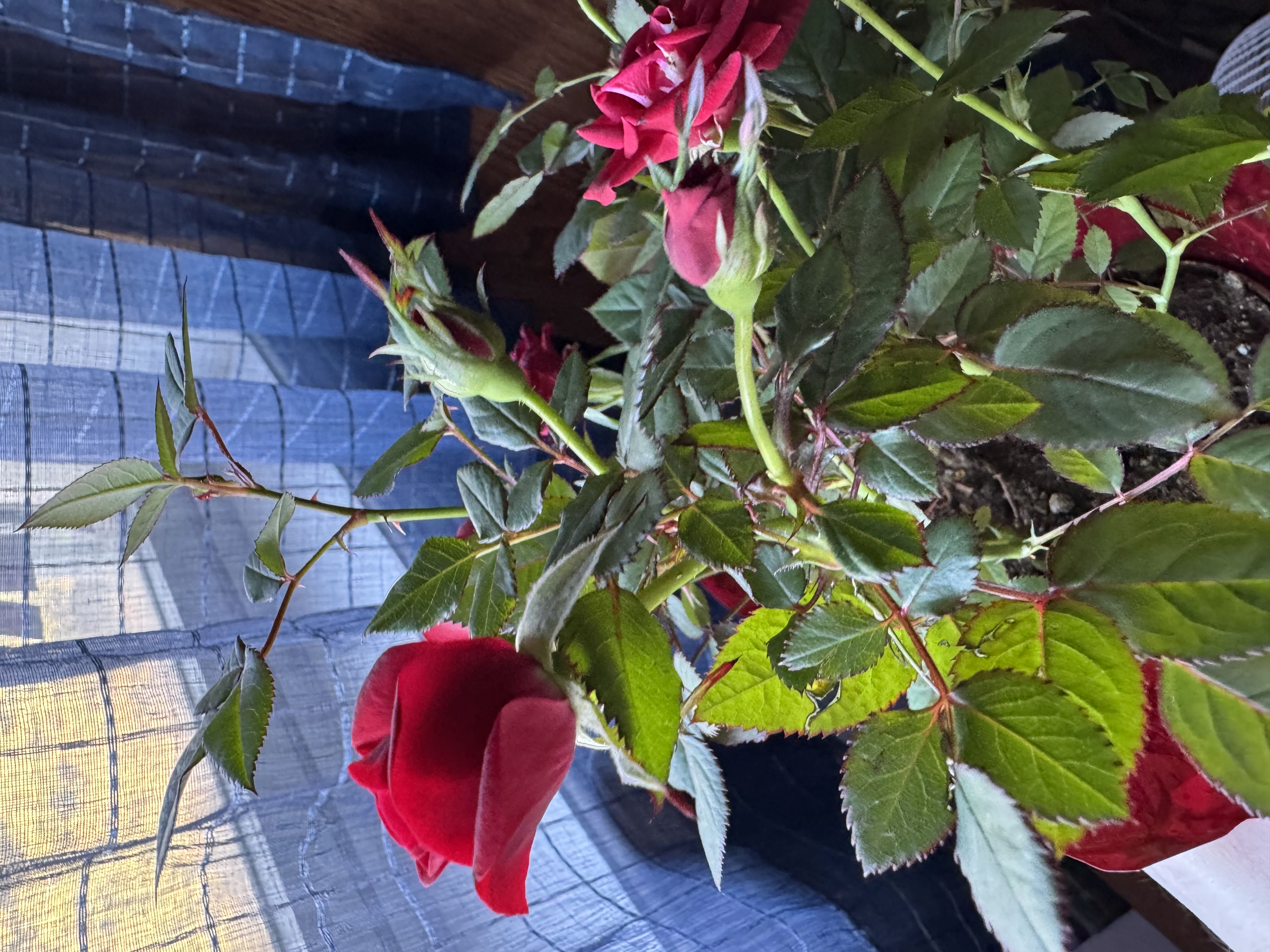 Photo from the post