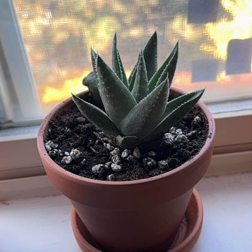 Photo of the plant species Haworthia savanna by @HealthfulGollum named Mollie on Greg, the plant care app