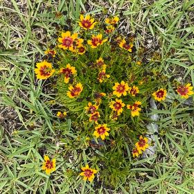 Photo of the plant species Wandflower by @ClearJellybeans named Kylie on Greg, the plant care app