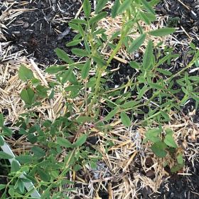 Photo of the plant species Bokhara Clover by @ClearJellybeans named Fernie Saunders on Greg, the plant care app