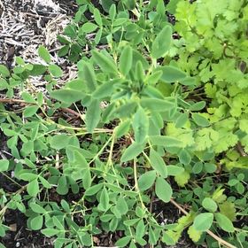 Photo of the plant species Bokhara Clover by @ClearJellybeans named Baesil on Greg, the plant care app
