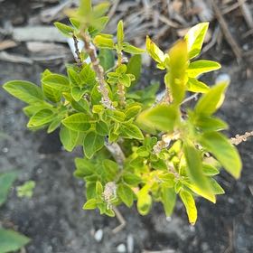 Photo of the plant species Manila Tamarind by @ClearJellybeans named Spike Leaves on Greg, the plant care app