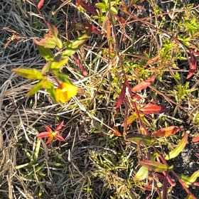 Photo of the plant species Winter Jasmine by @ClearJellybeans named Ronaldo on Greg, the plant care app