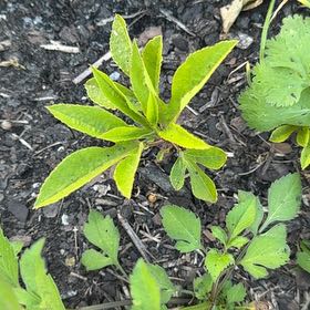 Photo of the plant species Maypop by @ClearJellybeans named Stella on Greg, the plant care app