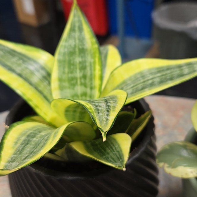 Photo of the plant species Gold Star Hahnii by @SteadyGiantreed named Coco on Greg, the plant care app