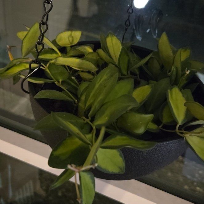 Photo of the plant species Variegated Wax Plant by @SteadyGiantreed named Fernie Mac on Greg, the plant care app