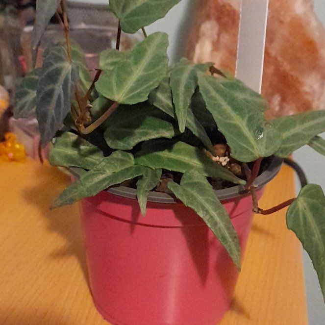 Photo of the plant species Jungle Vine by @LegitBilberry38 named LiloStitch on Greg, the plant care app