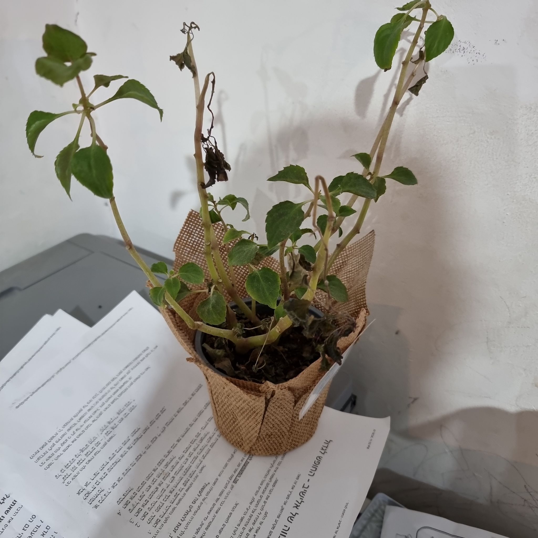 Photo of the plant species Impatiens Wallriana by @SecurePitayita named Rainier on Greg, the plant care app