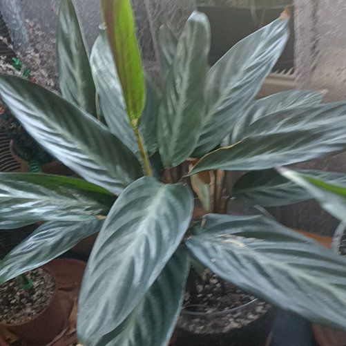 Photo of the plant species Calathea anulque by @DarlingTipa named Homer on Greg, the plant care app