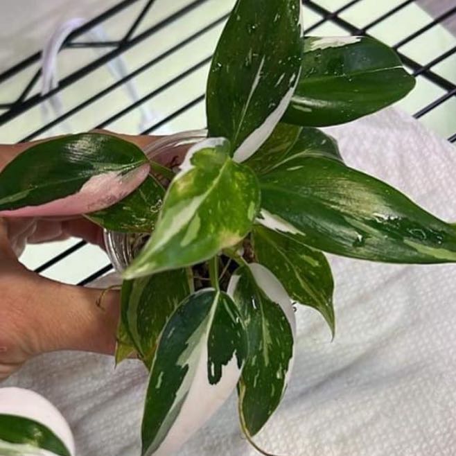 Photo of the plant species Tricolor White Princess by @SturdyMarjoram named Bigleef Smalls on Greg, the plant care app