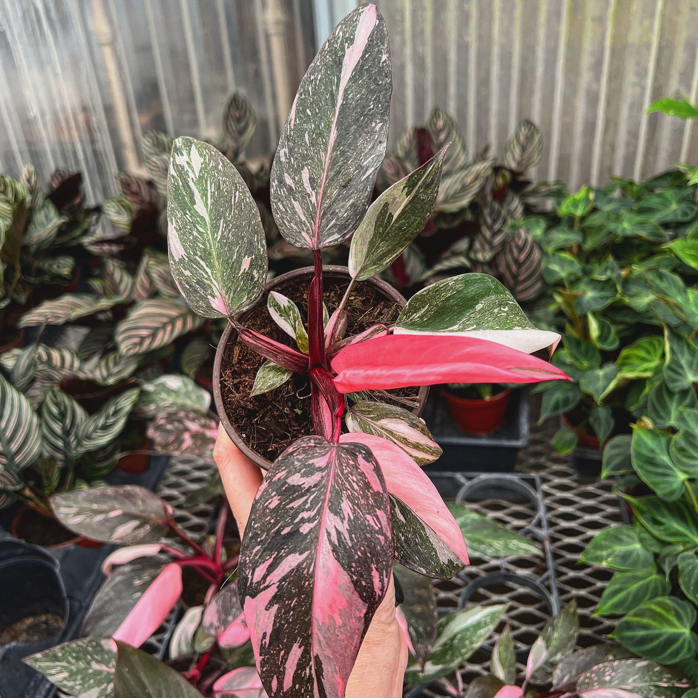 Photo of the plant species Marble Pink Princess Philodronden by @SturdyMarjoram named Nina on Greg, the plant care app