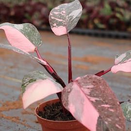 Photo of the plant species Cotton Candy Pink Princess by @SturdyMarjoram named Catalina on Greg, the plant care app