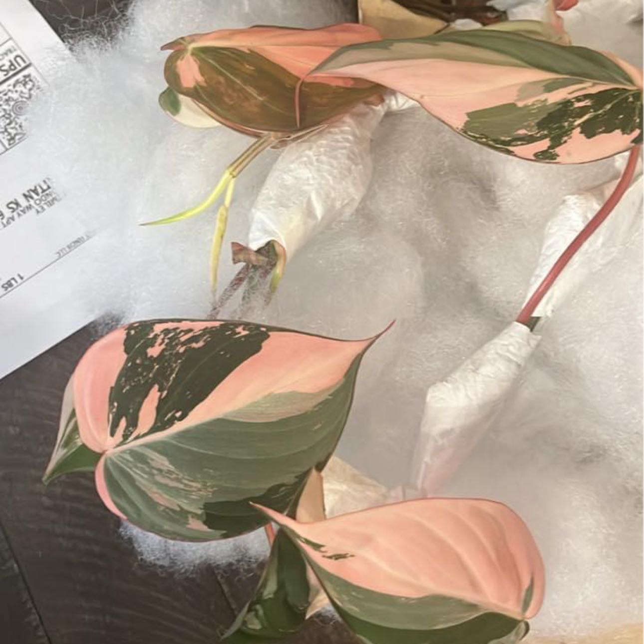 Photo of the plant species Velvet Leaf Philodendron by @SturdyMarjoram named Cookie on Greg, the plant care app