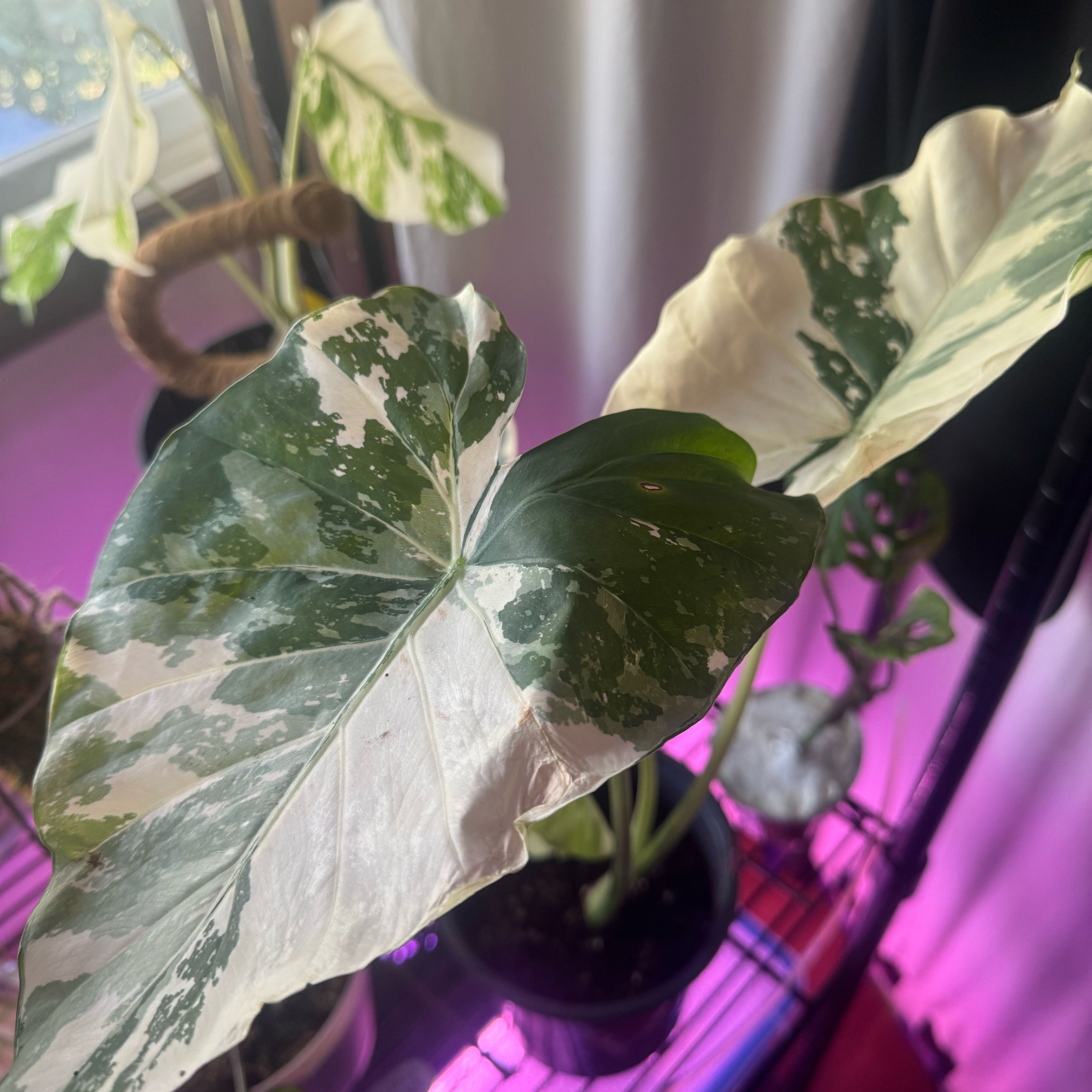 Photo of the plant species Variegated Alocasia Odora by @SturdyMarjoram named Ellie on Greg, the plant care app