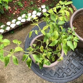 Photo of the plant species chilli by @LegitFenorchid named Scarlett on Greg, the plant care app