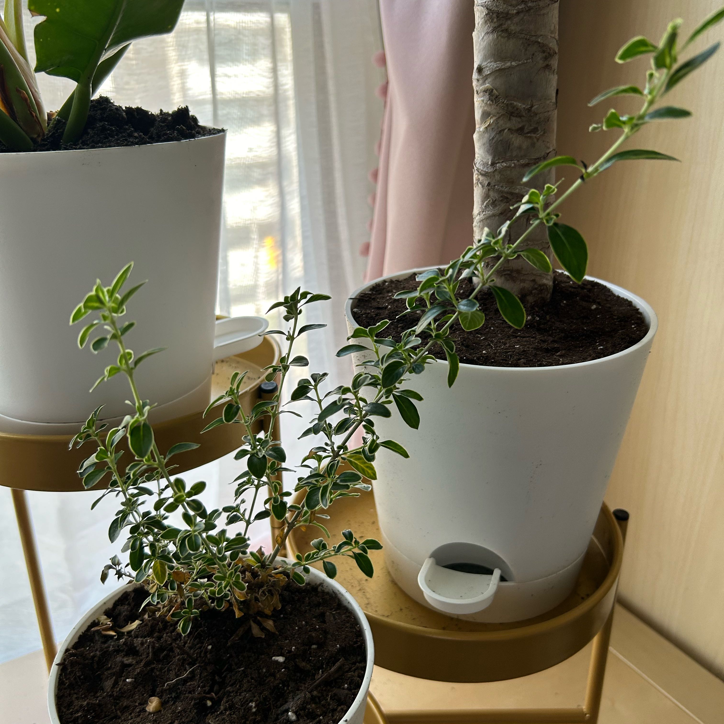 Photo of the plant species Snow Rose by @GeniusCowpea named Zion on Greg, the plant care app