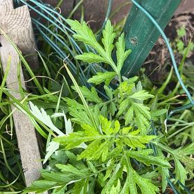 Photo of the plant species Columbia River Wormwood by @ComicPeacelilly named Aria on Greg, the plant care app