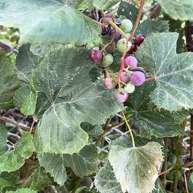 Photo of the plant species Concord Grape by @ComicPeacelilly named Kobe on Greg, the plant care app