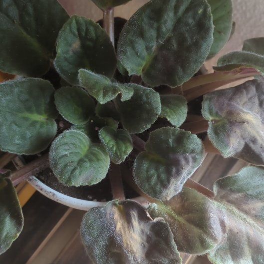 Photo of the plant species African Violet by @Shaggyscalycap named Coco on Greg, the plant care app
