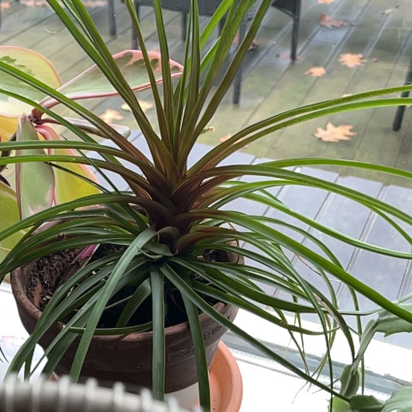 Photo of the plant species Bromeliad Antonio Pink by @CompleteKonjac named Sigmund on Greg, the plant care app