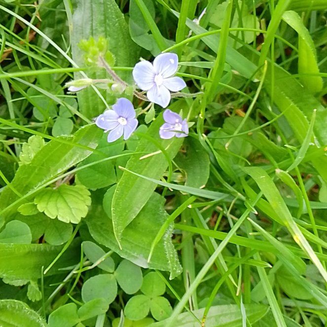 Photo of the plant species Bird's-Eye Speedwell by @GemGardenprivet named Elina on Greg, the plant care app