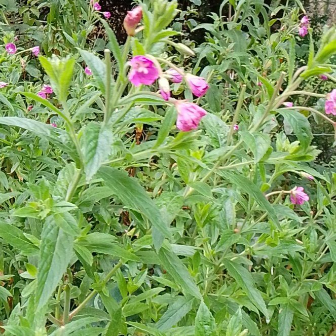 Photo of the plant species Codlins and Cream by @GemGardenprivet named Achilles on Greg, the plant care app