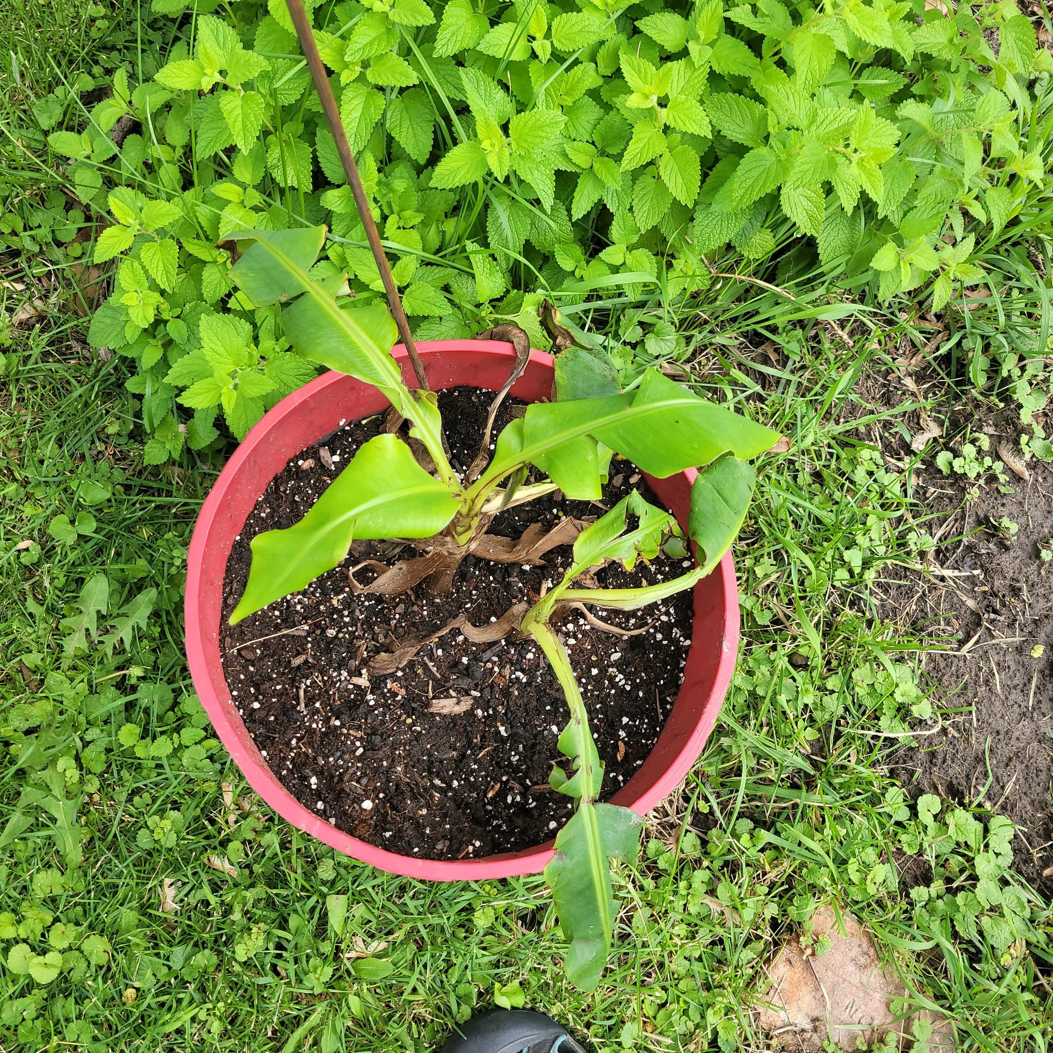 Photo of the plant species False Solomon's Seal by @Woolylocoweed named Aristotle on Greg, the plant care app