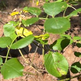 Photo of the plant species Flowering Ash by @AceSilverbracts named Einstein on Greg, the plant care app