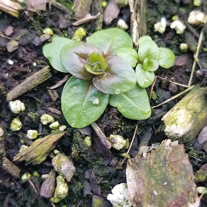 Photo of the plant species Great Honeywort by @SupremeSmellfox named Fernie Mac on Greg, the plant care app