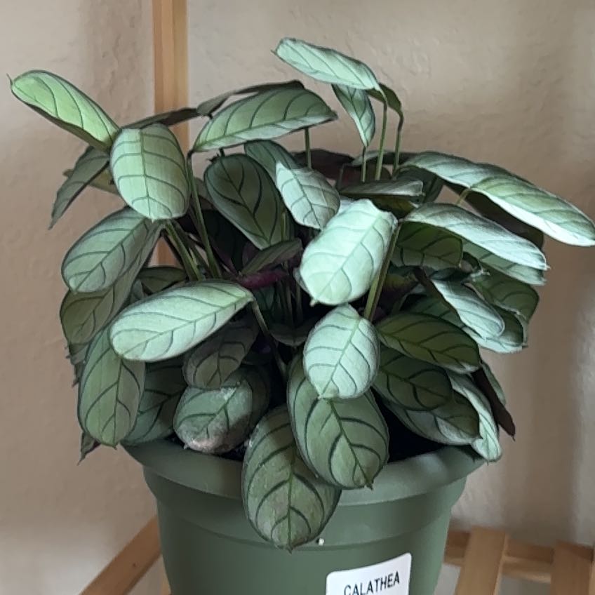 Photo of the plant species Never Never Plant by @lyddyplants named Amanda on Greg, the plant care app