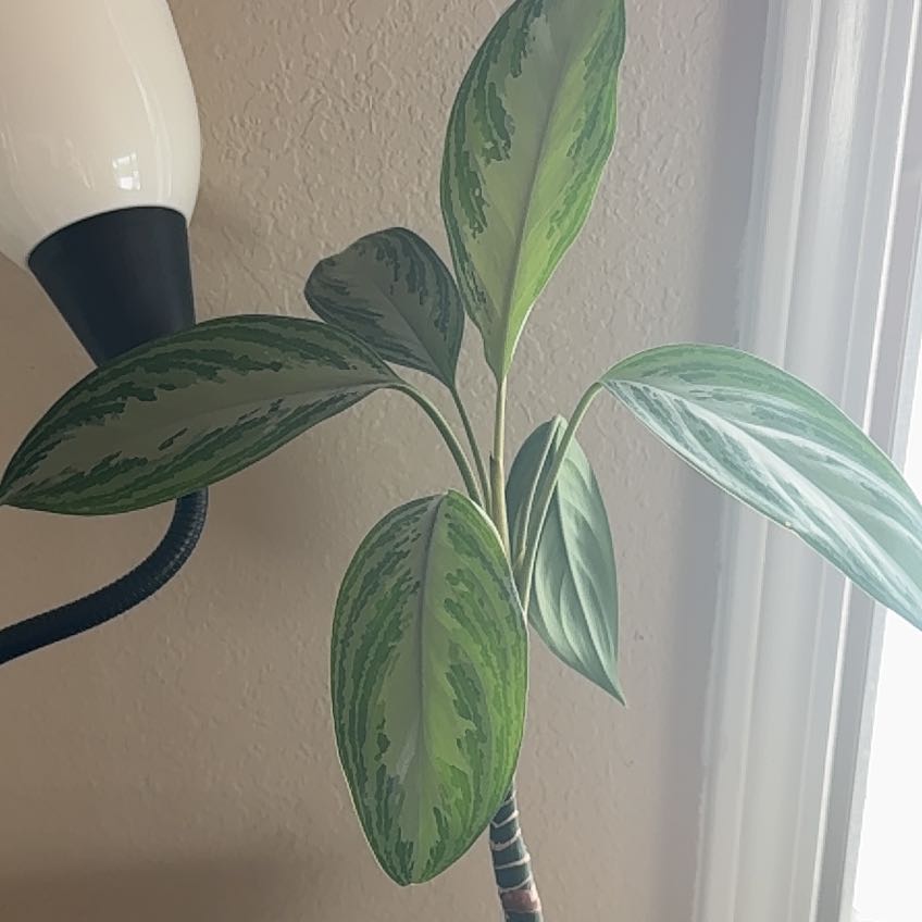 Photo of the plant species Emerald Bay Chinese Evergreen by @lyddyplants named Bae on Greg, the plant care app