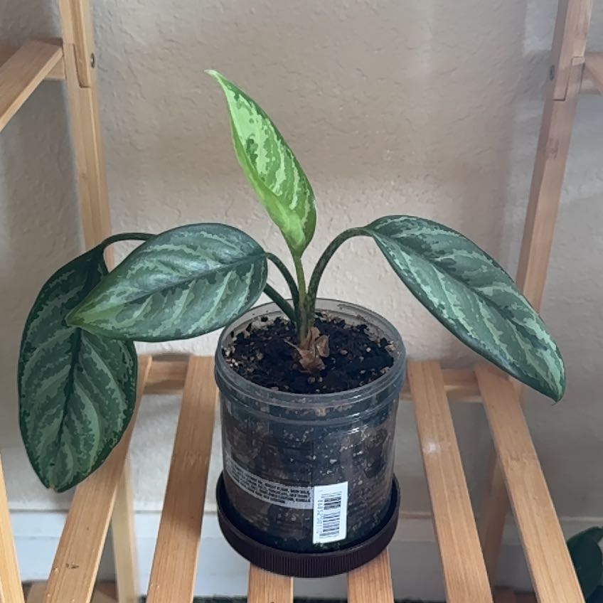 Photo of the plant species Indo Princess Aglaonema by @lyddyplants named Izzy on Greg, the plant care app