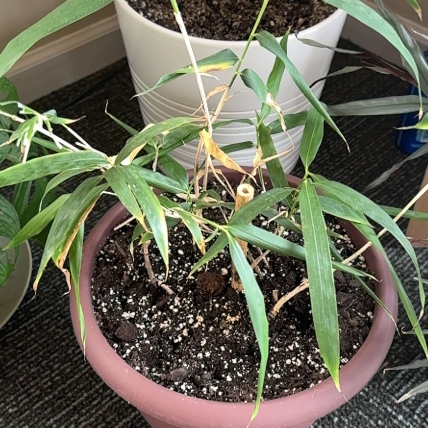 Photo of the plant species Hardy Bamboo by @lyddyplants named Belboa on Greg, the plant care app