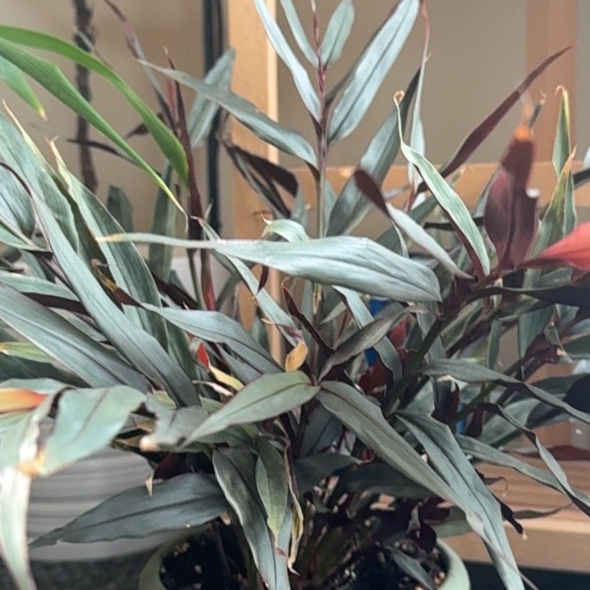 Photo of the plant species Alpinia 'Red Rubin' by @lyddyplants named Austin on Greg, the plant care app