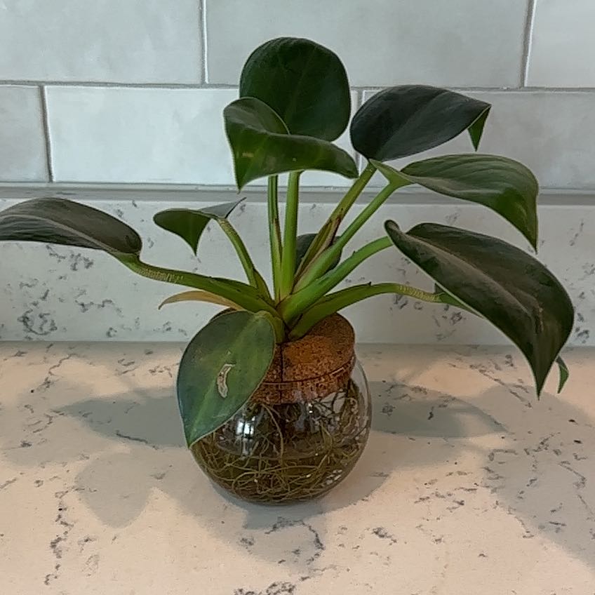 Photo of the plant species Congo Apple Philodendron by @Chlorofillis named Fuji on Greg, the plant care app