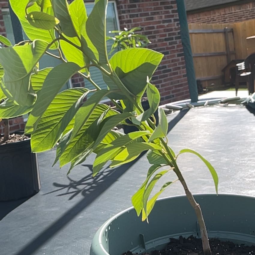 Photo of the plant species cherimoya by @JuicySeadragon named Cherimoya on Greg, the plant care app