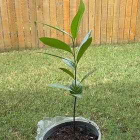 Photo of the plant species Black Sapote by @JuicySeadragon named Hemingway on Greg, the plant care app