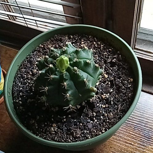 Photo of the plant species Chin Cactus by @BusyAngelwings named Prince on Greg, the plant care app