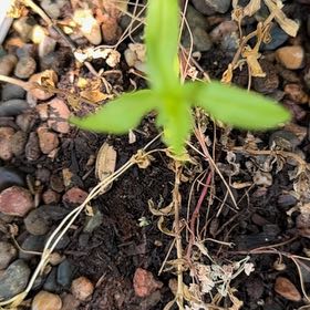 Photo of the plant species Flowering Flax by @UpbeatBromeliad named Homer on Greg, the plant care app