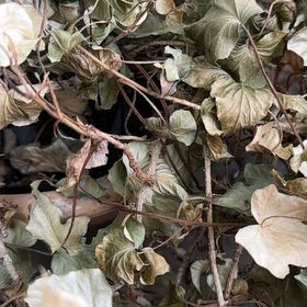 Photo of the plant species American Liverleaf by @UpbeatBromeliad named Miley on Greg, the plant care app