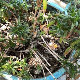 Photo of the plant species Lompoc Mesa Bush Monkeyflower by @UpbeatBromeliad named Sproutacus on Greg, the plant care app