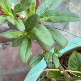 Photo of the plant species Northern Mountain Cranberry by @UpbeatBromeliad named Lebron on Greg, the plant care app