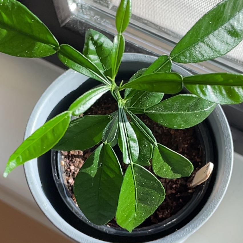 Photo of the plant species Sudachi Hybrid Yuzu by @MerryGrayssedge named Orlando Bloom on Greg, the plant care app