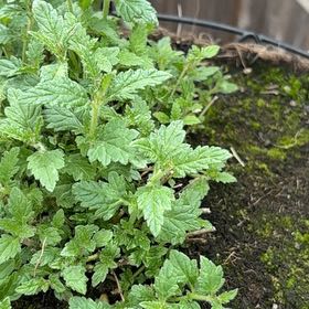 Photo of the plant species Common Verbena by @GreatestRockfig named Harmony on Greg, the plant care app