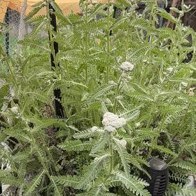 Photo of the plant species Boreal Yarrow by @GreatestRockfig named Sigmund on Greg, the plant care app