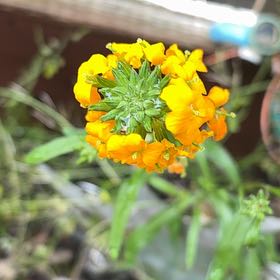 Photo of the plant species Sweetscented Marigold by @GreatestRockfig named Oscar on Greg, the plant care app