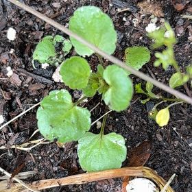Photo of the plant species Australian Violet by @GreatestRockfig named Demi on Greg, the plant care app
