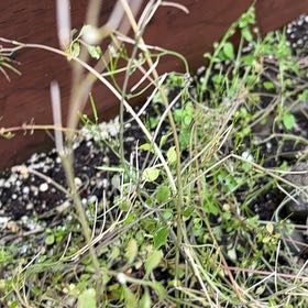 Photo of the plant species Hairy Bittercress by @GreatestRockfig named Apollo on Greg, the plant care app